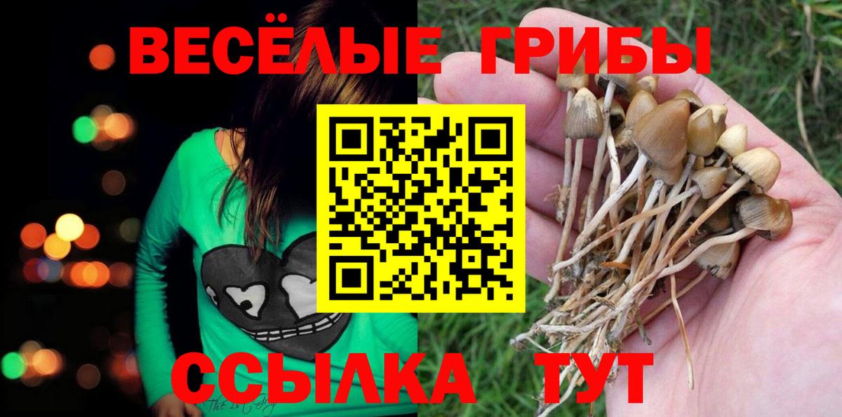 Галлюциногенные грибы Psilocybe  Вход с VPN  Вышний Волочёк 